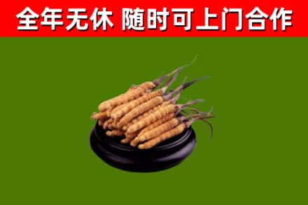 内乡烟酒回收冬虫夏草.jpg