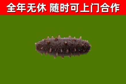 内乡烟酒回收干海参.jpg